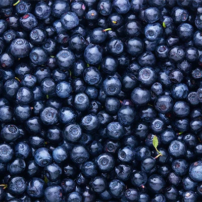 Wild Blueberries